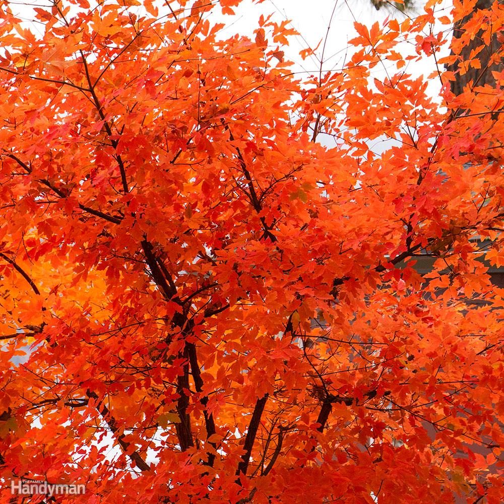 Paperbark maple tree with red leaves
