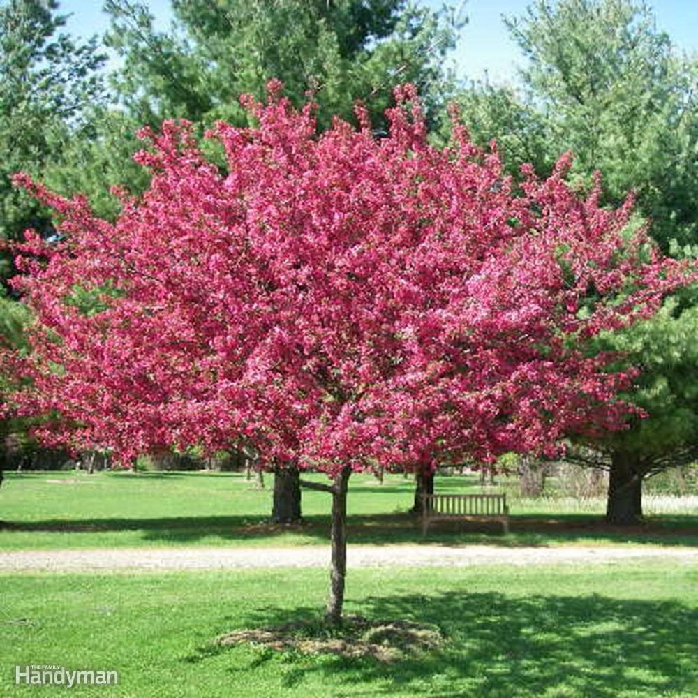 crabapple tree