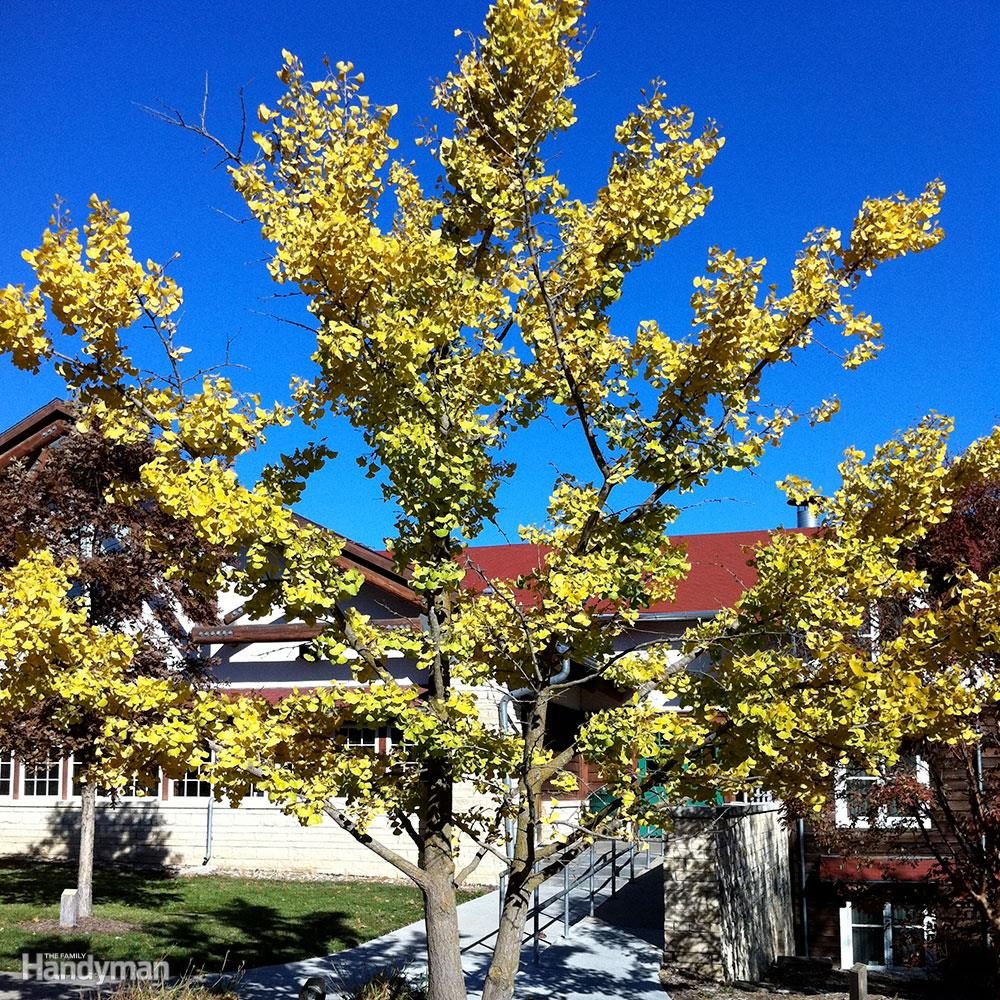 ginkgo tree