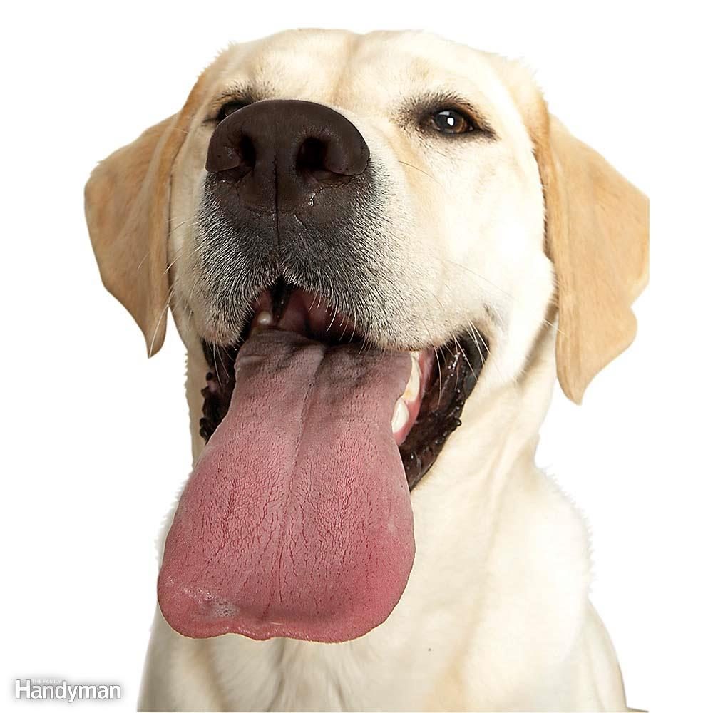 FH060611_001_HHPETS_01