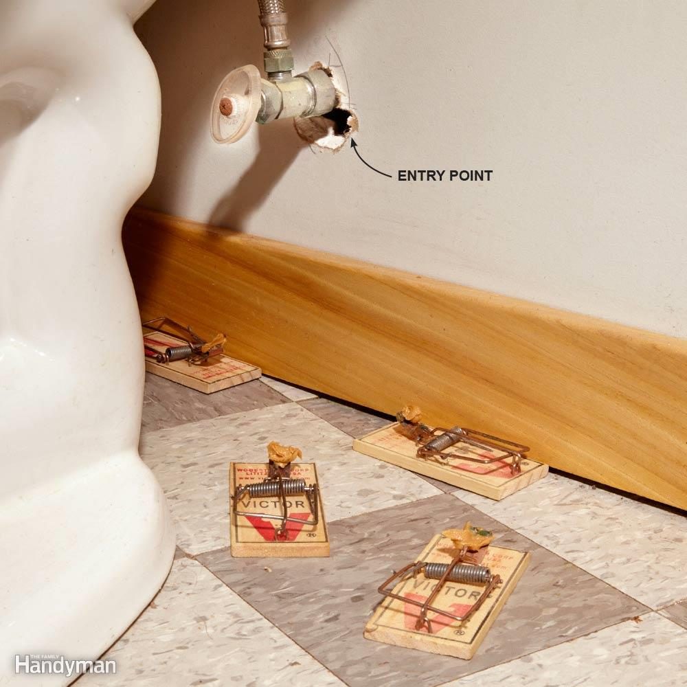 Protect Your House from Critters