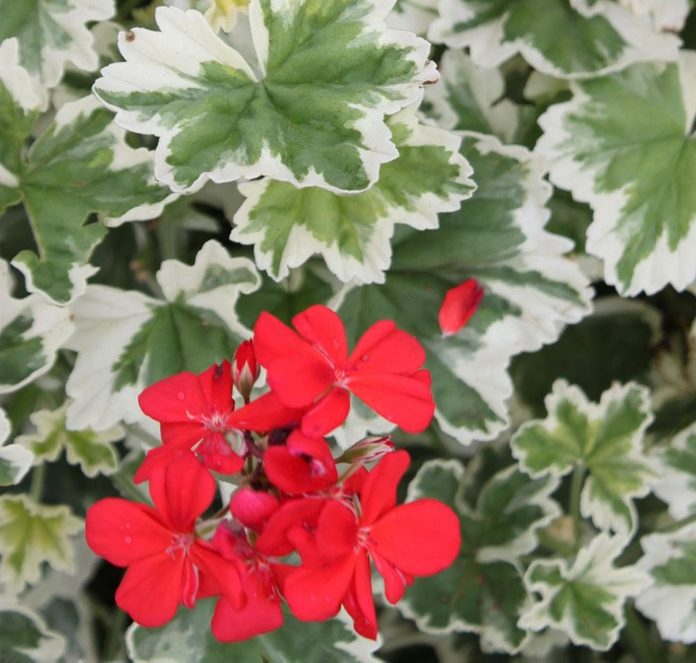 pelargonium-mint-julep-2