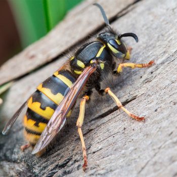 A yellow and black striped wasp crawls across a wooden surface, its wings positioned beside its body, surrounded by blurred greenery in the background.