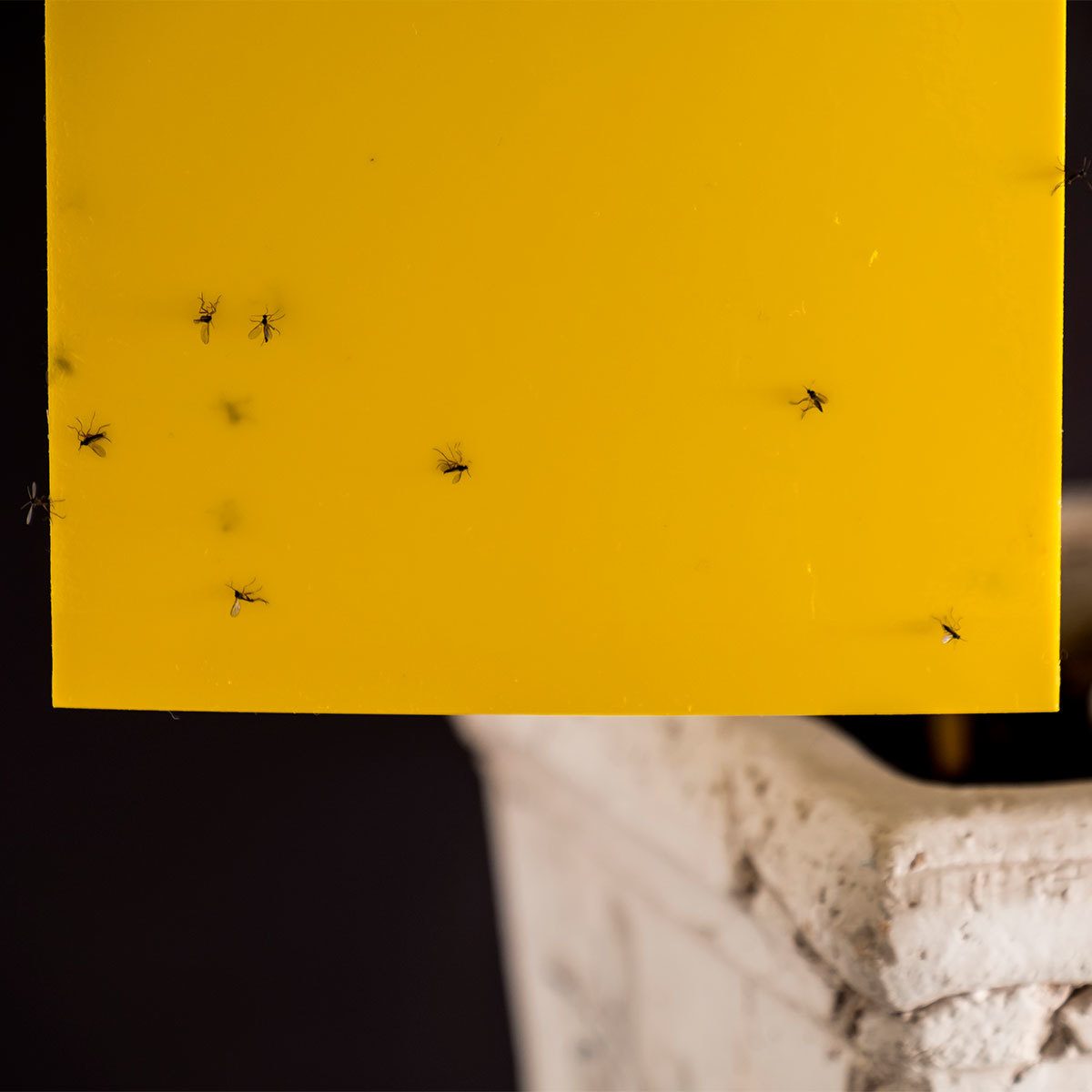 A yellow sticky trap is covered with several small insects, positioned above a white container, against a dark background.