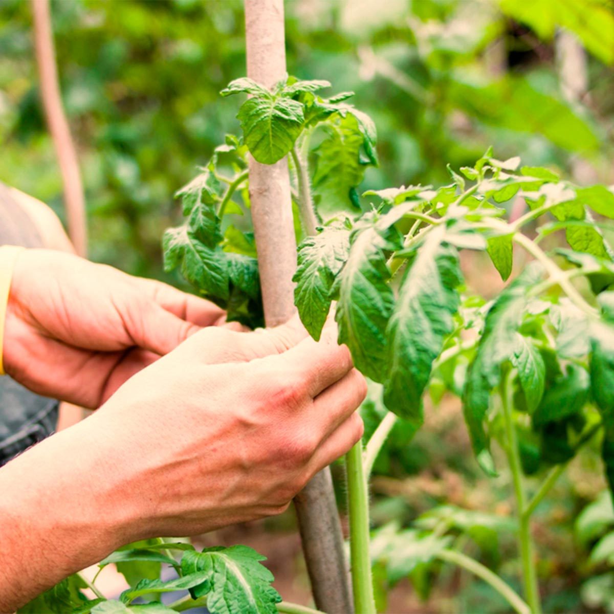 tying plants to support with floss