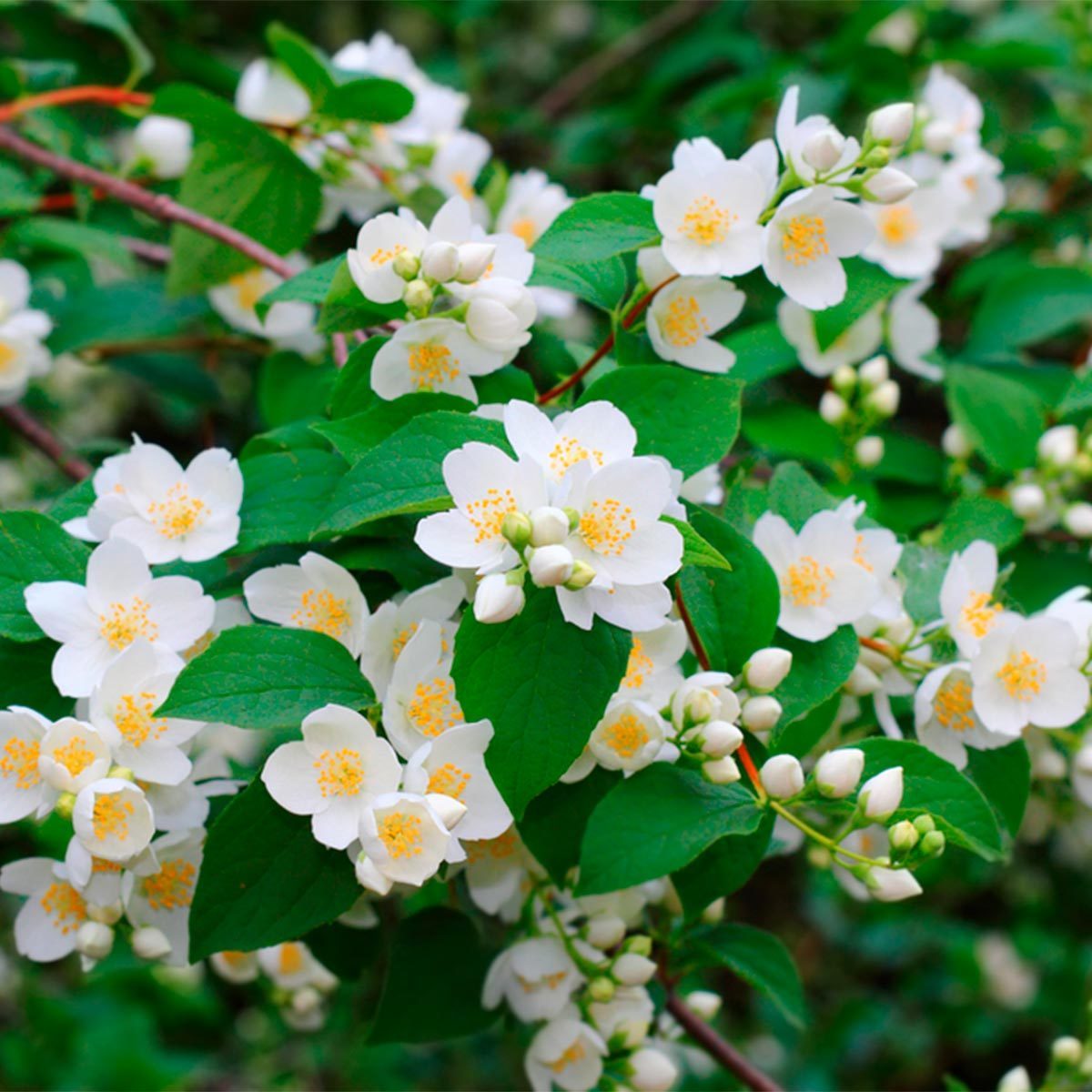 mock orange flowers