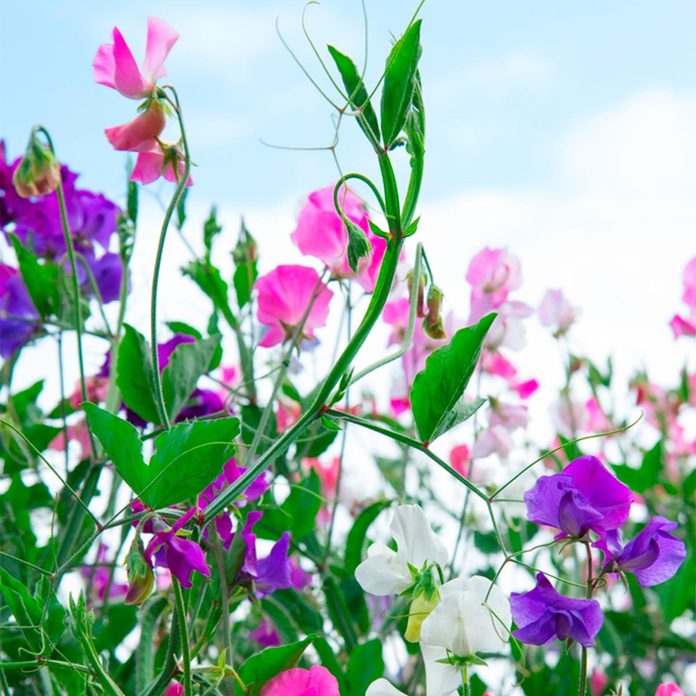 sweet pea flowers landscaping plants
