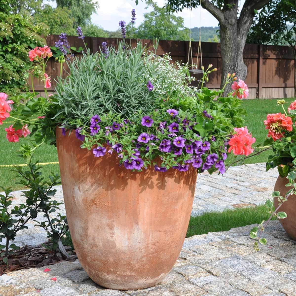 Petunias