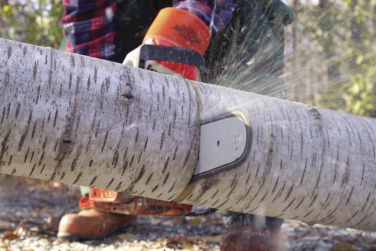 close up of person cutting a birch log with a chainsaw in a forested area, surrounded by fallen leaves and trees in the background.