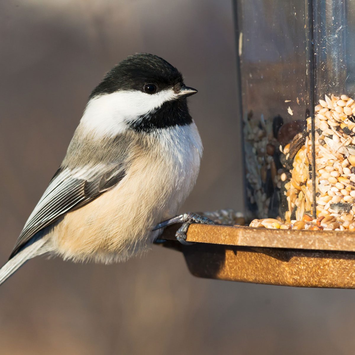 dfh17-sep020_244204252 bird at bird feeder