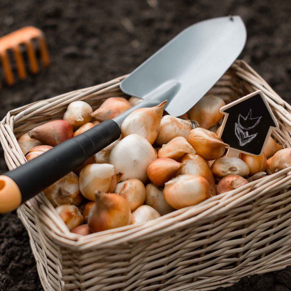 dfh17-sep020_461316157 basket fill of bulbs garlic tulips