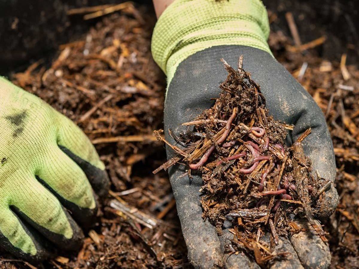 dfh17sep038_393130729_09-1200x1200 worms in dirt worm composting
