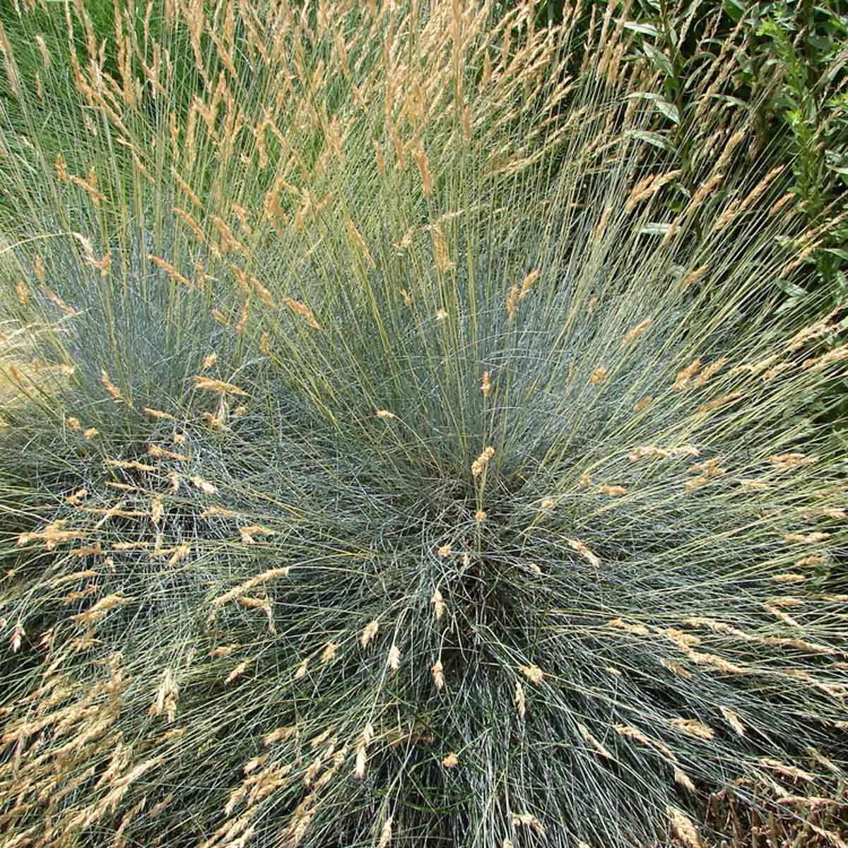 shutterstock_447430501 blue fescue edging ornamental grass