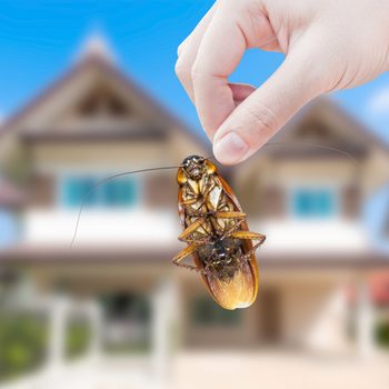 A hand holds a large cockroach, lifted above its body, with a blurred house in the background.