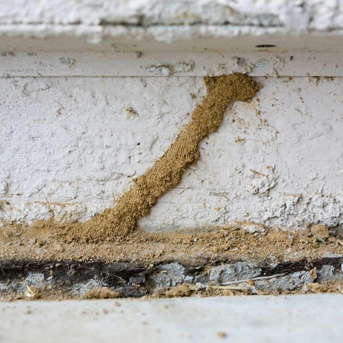 A termite mud tunnel extends along a white wall