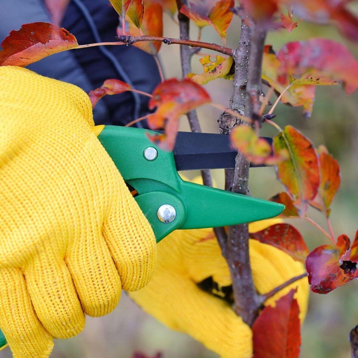 A hand in a yellow glove uses green pruning shears to cut a branch of a tree, surrounded by colorful autumn leaves.