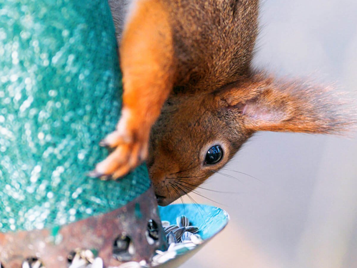 squirrel bird feeder