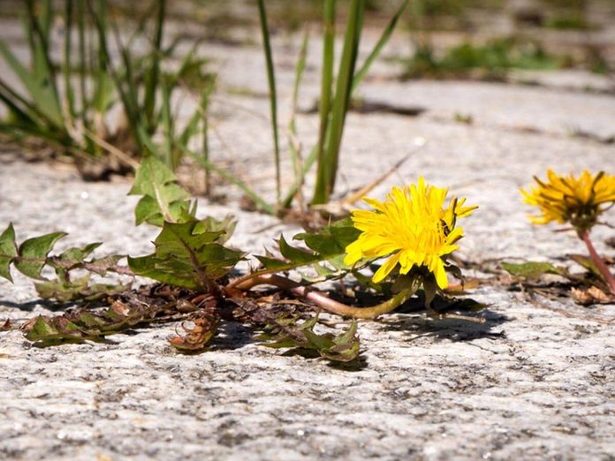 Weeds dandelions