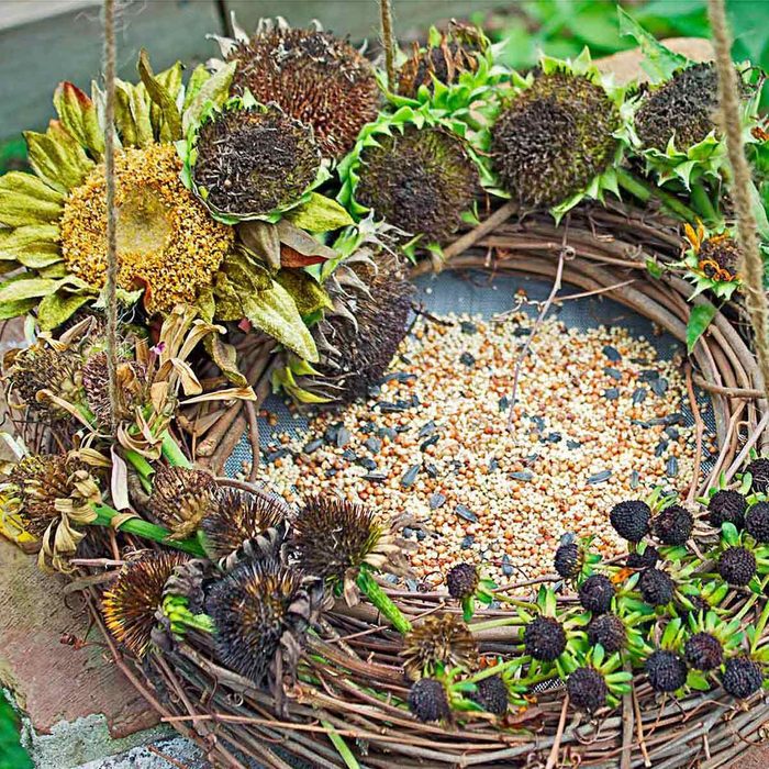 A circular wreath made of dried sunflowers and foliage surrounds a bed of birdseed, resting on a wooden surface in a garden setting.