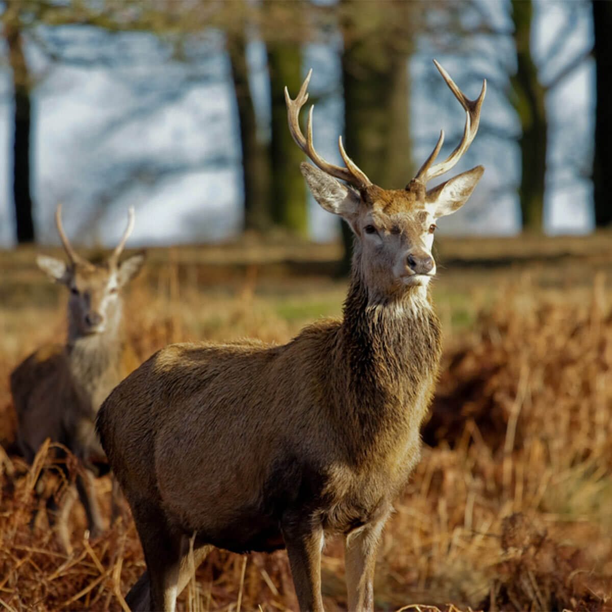 A stag stands alert with antlers, while a female deer grazes nearby among tall grass and ferns, under a blue sky and trees.