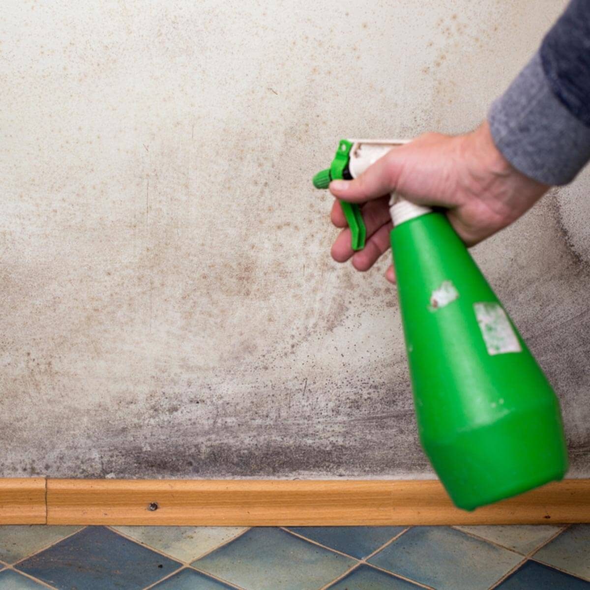 Get rid of Mold and Mildew