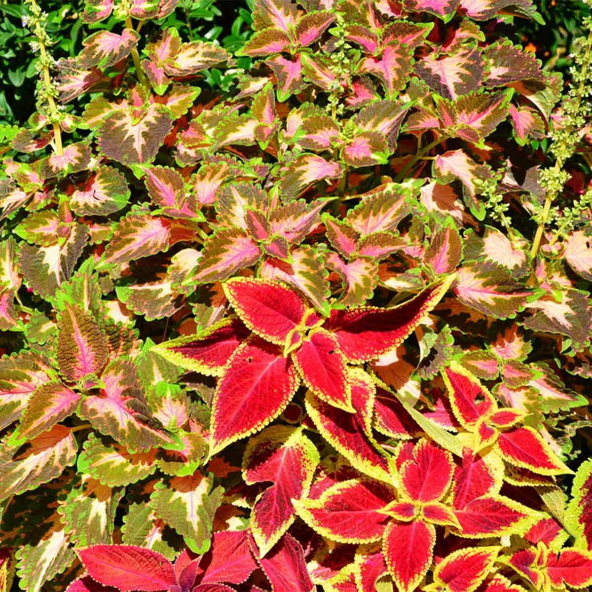 Coleus Shade Garden Plant