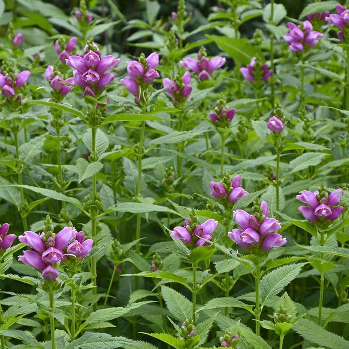 Turtlehead Shade Garden Flower