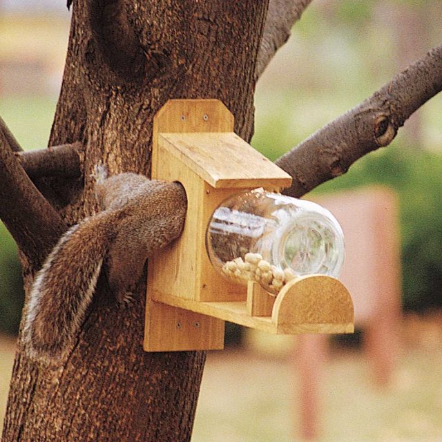 entertaining squirrel feeder half way
