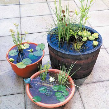 Three water-filled containers with aquatic plants sit on a tiled surface. The largest is a wooden barrel, with smaller terracotta pots beside it.