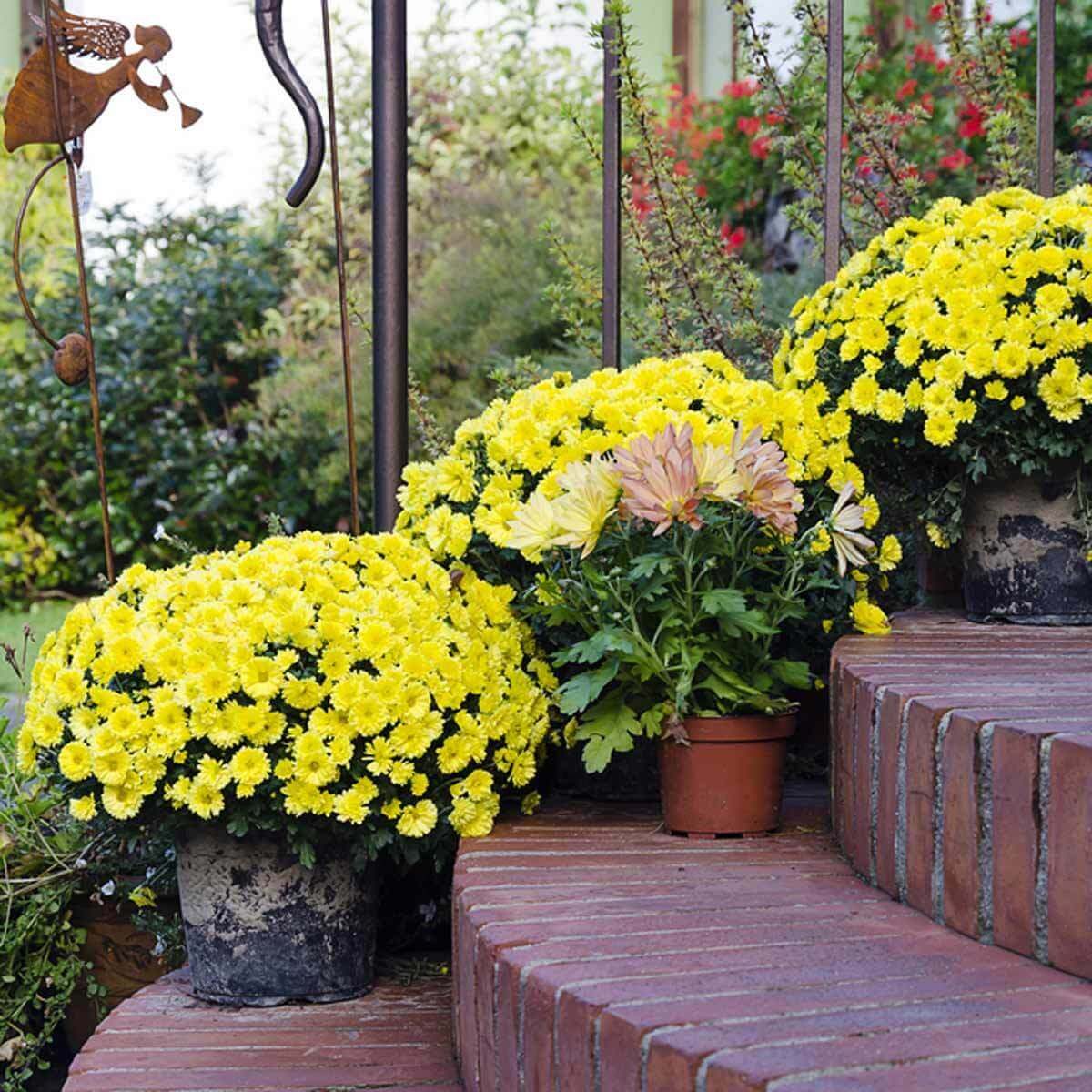 flower pots yellow brick steps