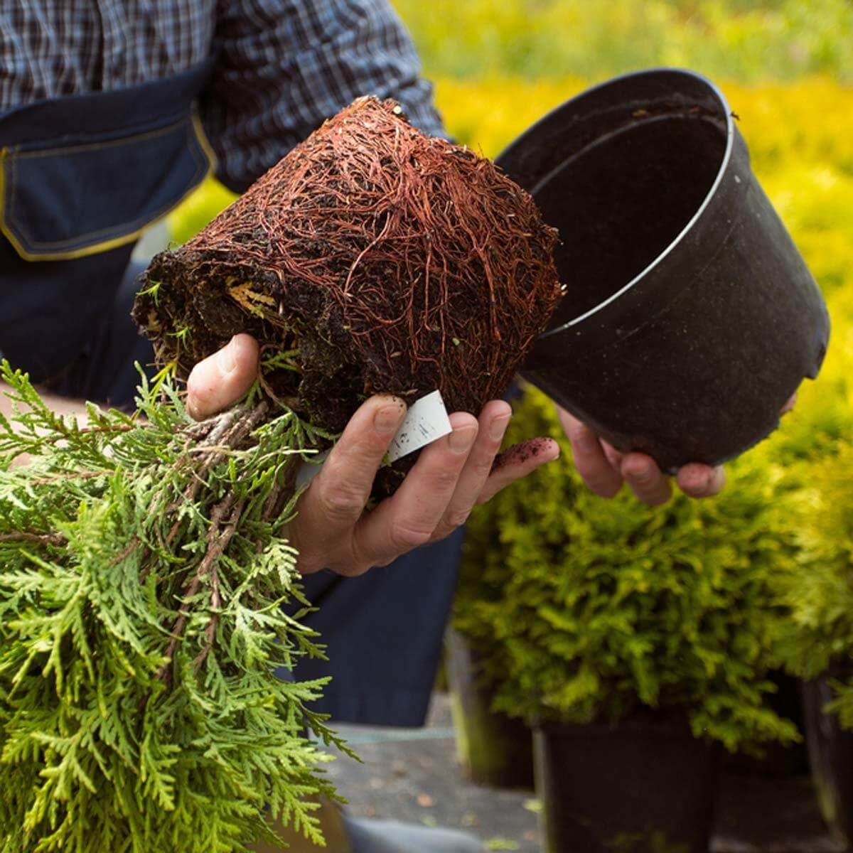 Removing rootbound evergreen tree from pot
