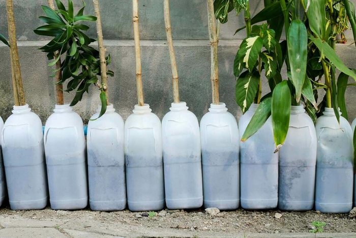 Plastic bottles, filled with soil, support growing plants set against a gray wall, creating a unique garden display.