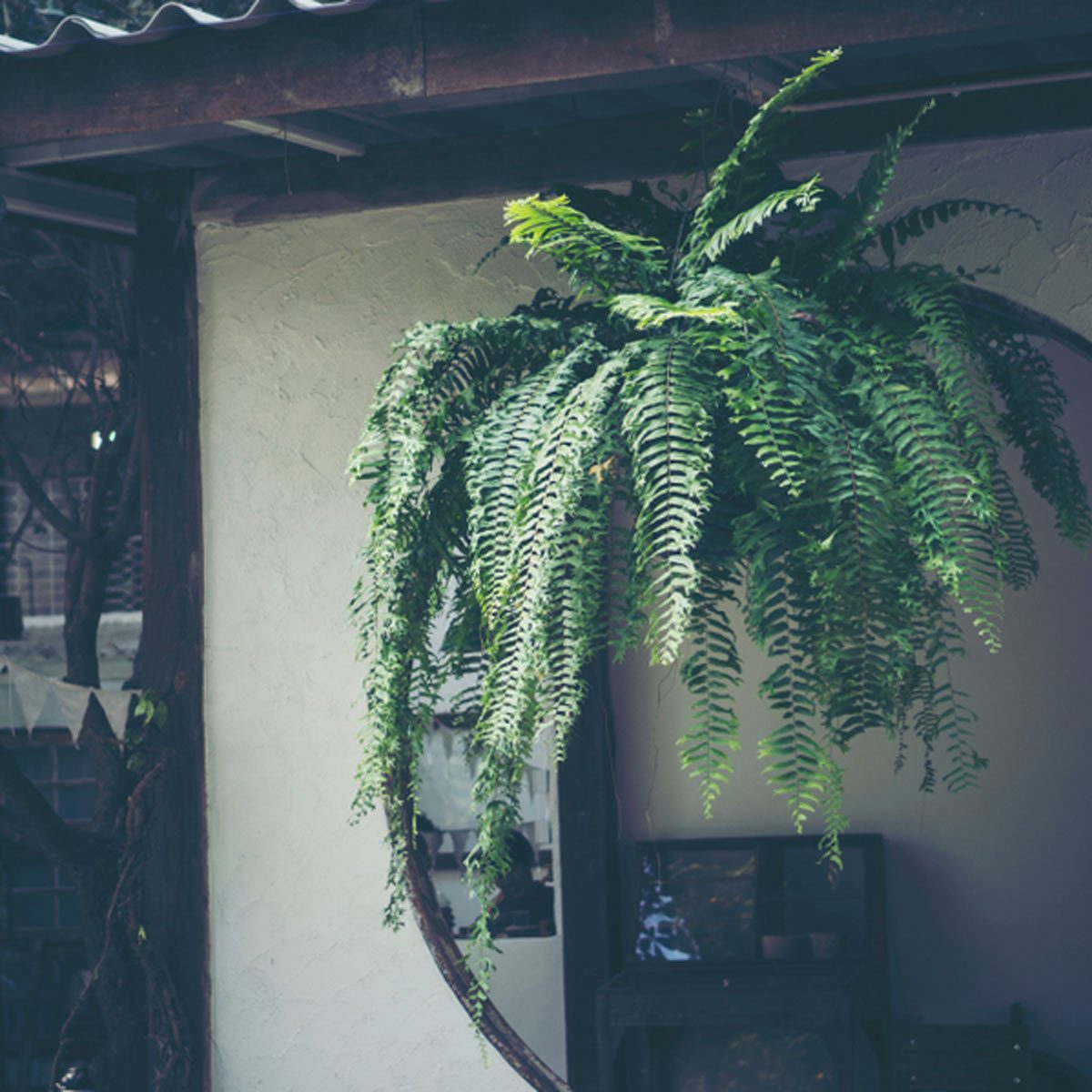 Shady Balcony Garden