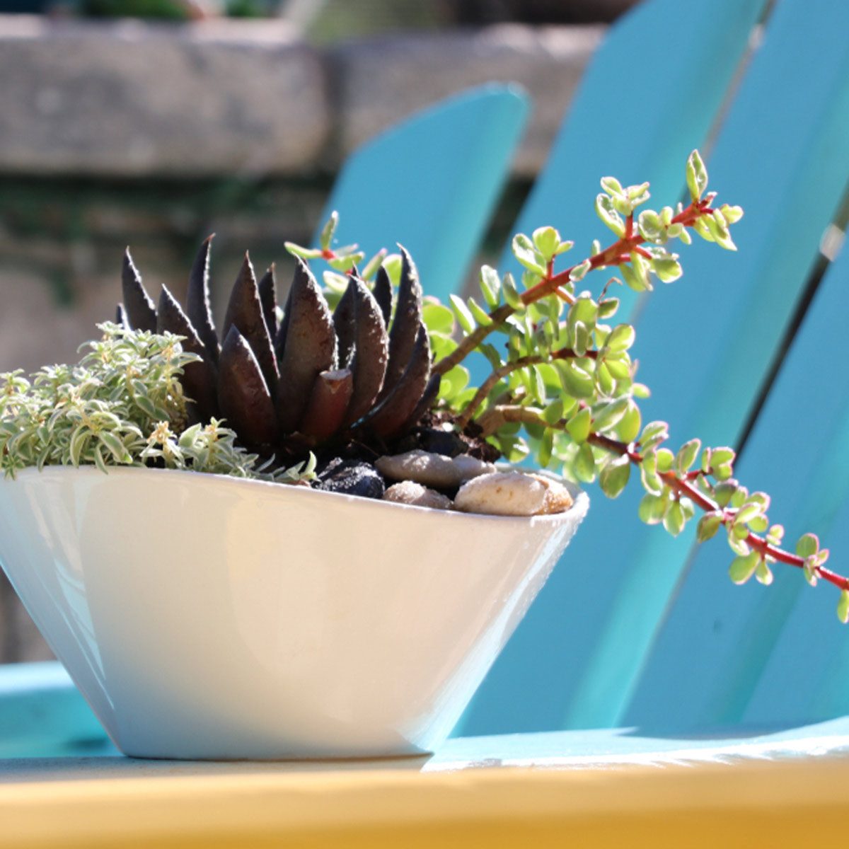succulent container