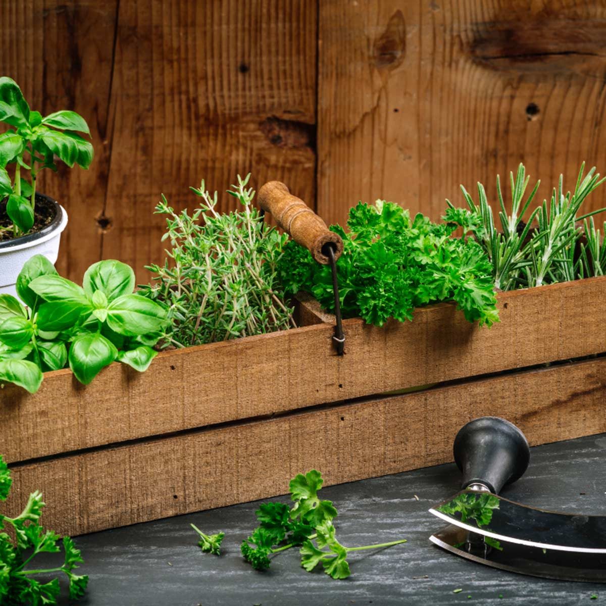 Make an Herb Garden