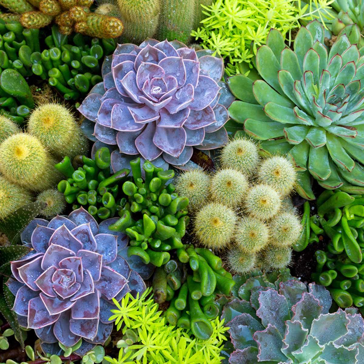 Mosaic succulents