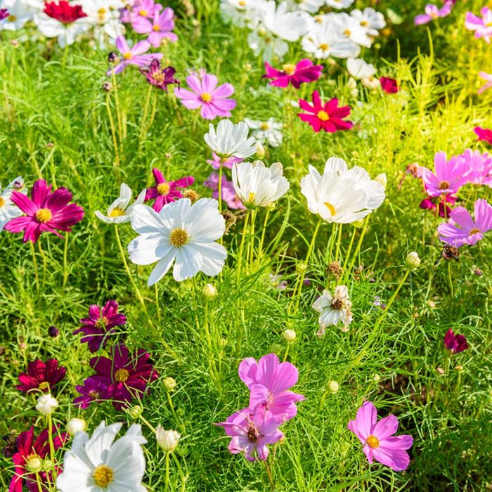 Colorful flowers bloom in a sunny garden, with white, pink, and purple petals surrounded by lush green foliage and scattered buds.
