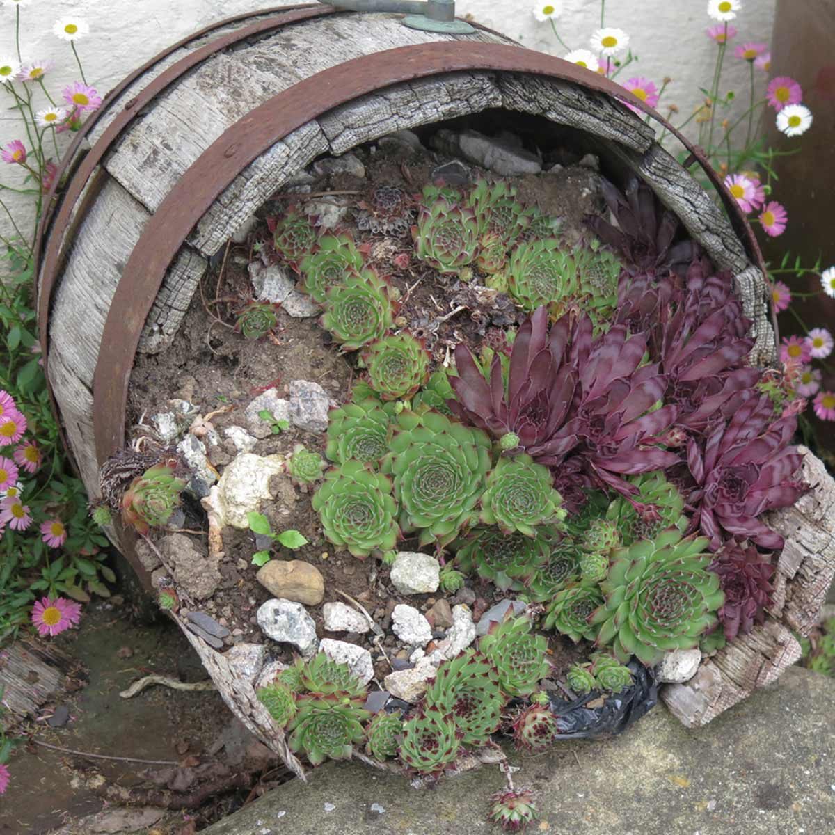 succulent barrel
