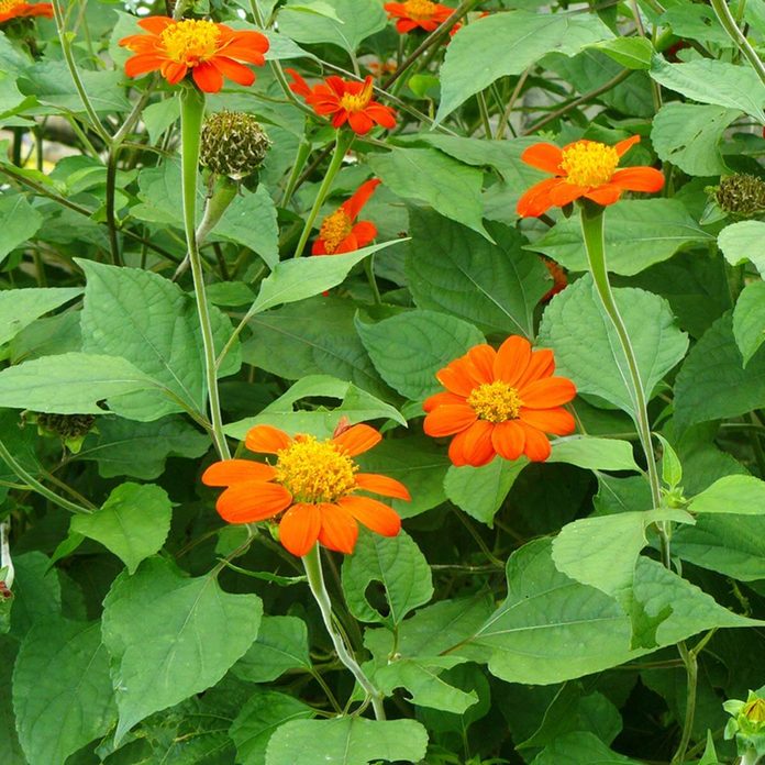 mexican sunflower wildflower