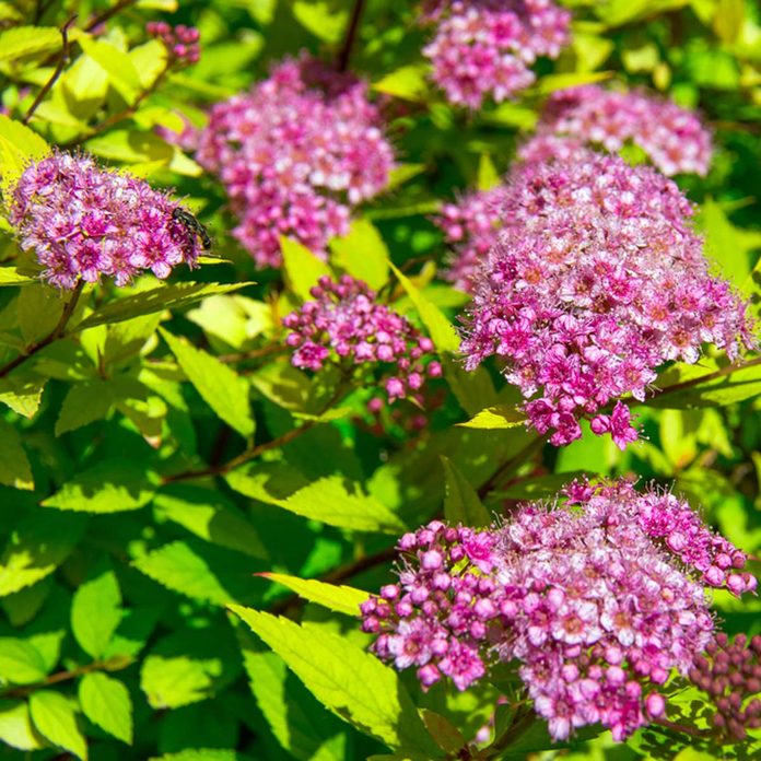 Japanese spirea flowering shrub