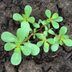 Purslane Weed Control: Removal and Prevention Guide