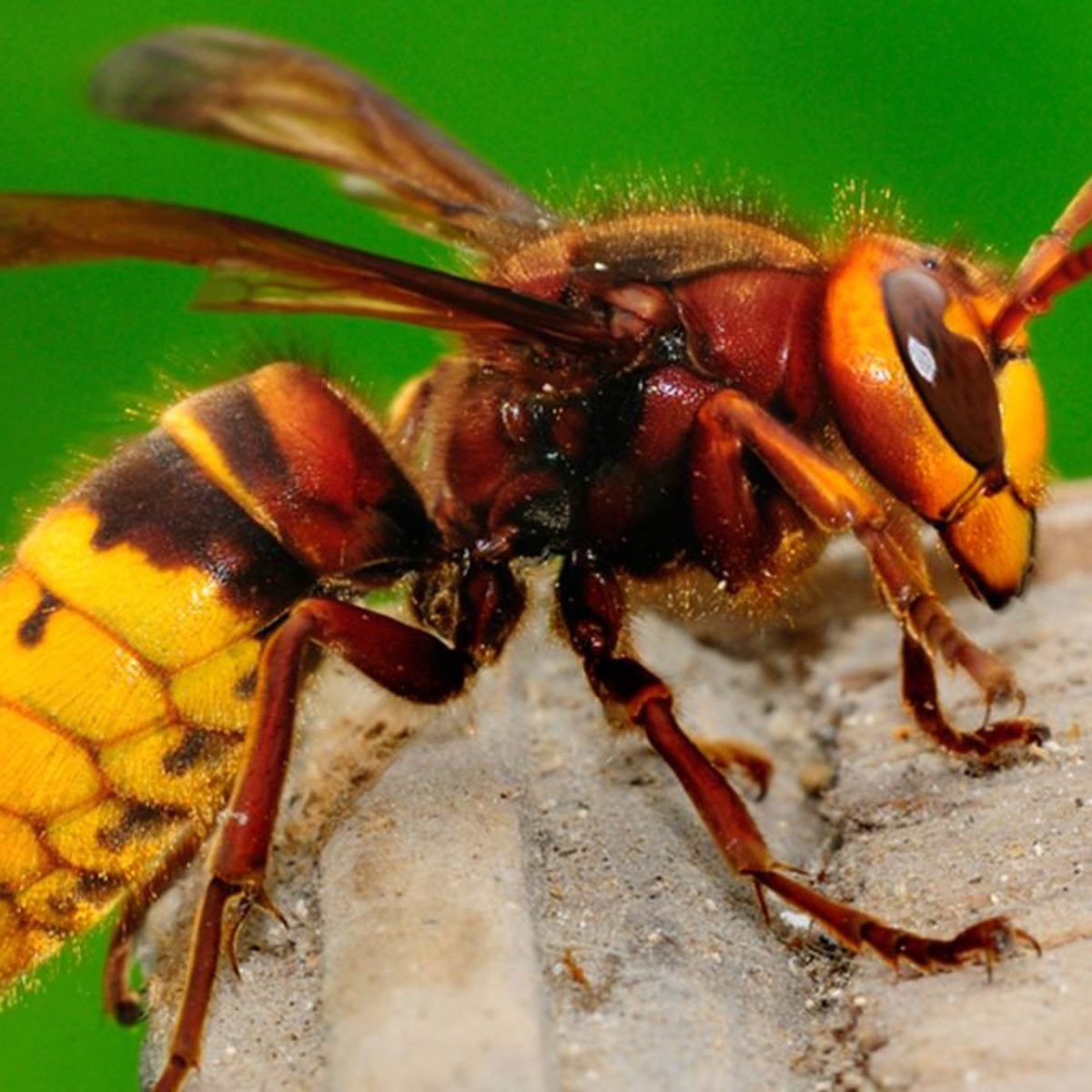 wasp