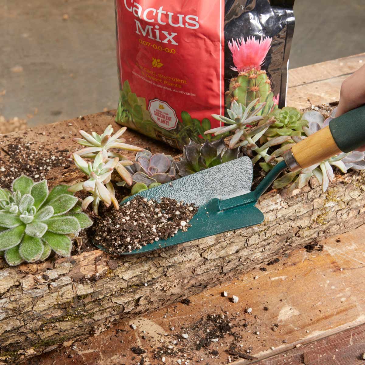 log planter cactus soil