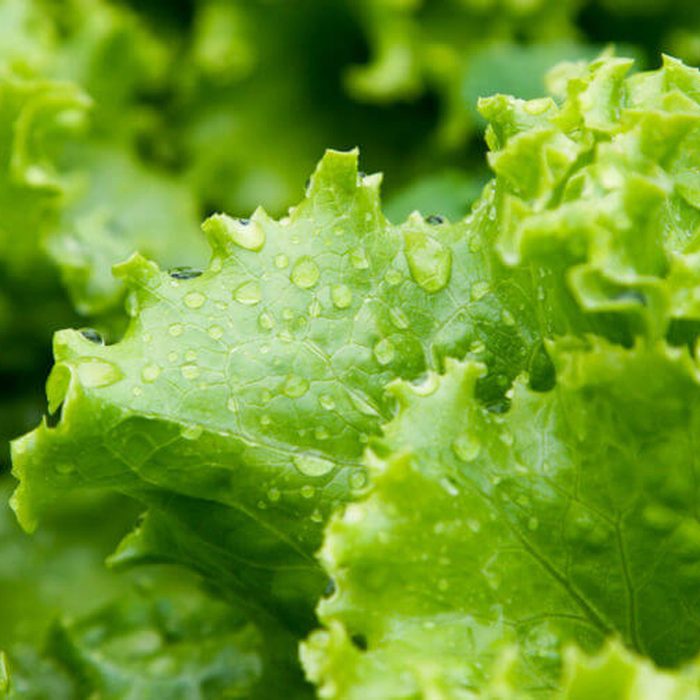 Lettuce leaves glisten with moisture, lying close together in a lush green arrangement, suggesting freshness and vitality in a garden or market setting.