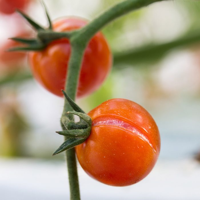 Bright red tomatoes hang from a green vine, glistening with moisture in a blurred, lush garden background.