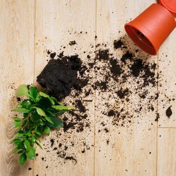 A potted plant lies on a wooden floor, soil spilled around it, with the overturned pot nearby, suggesting a recent disturbance during repotting.