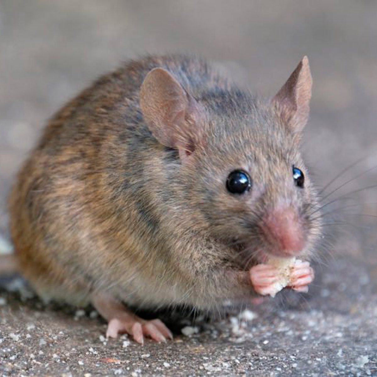 A small, furry animal eats a piece of food while sitting on a surface, with a blurred background suggesting an outdoor setting.