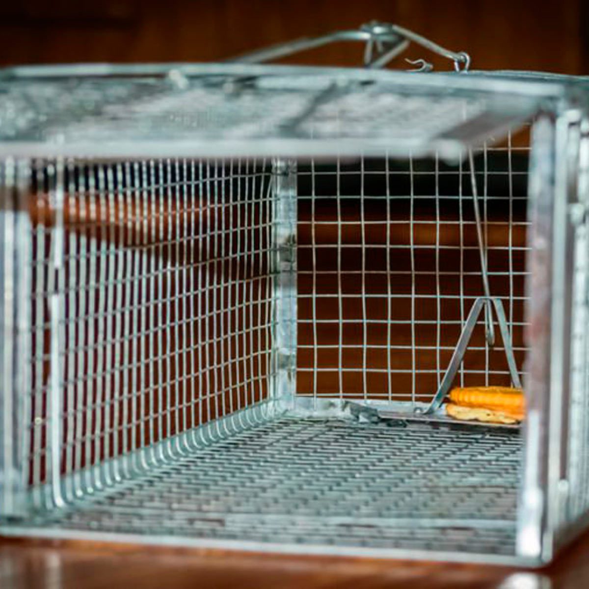 A metal wire trap sits on a flat surface, with an orange cookie positioned inside as bait, waiting to capture an unsuspecting animal.