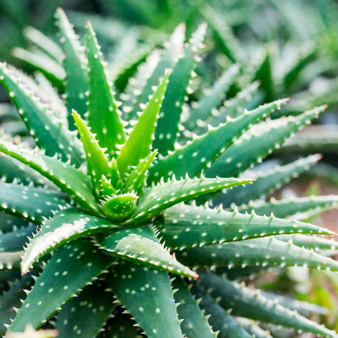 aloe