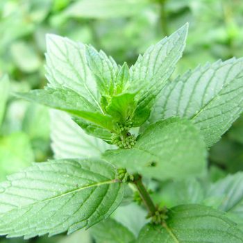 Fresh green mint leaves, growing upward, surrounded by a blurred background of similar foliage in a well-lit environment.